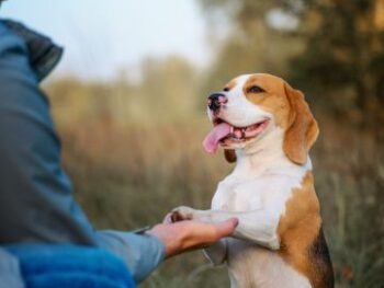 Comportamento e Addestramento Canino