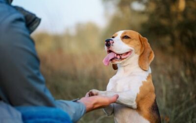 Comunicazione canina: in cosa consiste e come comprenderla