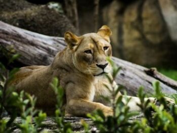 Master Esperto in Specie di Animali Selvatici Più Frequenti Nei Giardini Zoologici