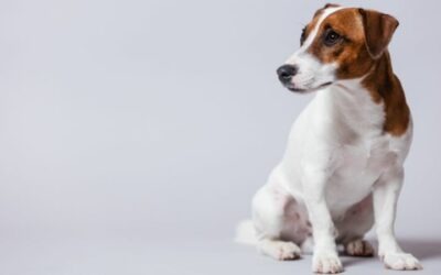 Etologia canina: che cos’è e quando rivolgersi all’etologo