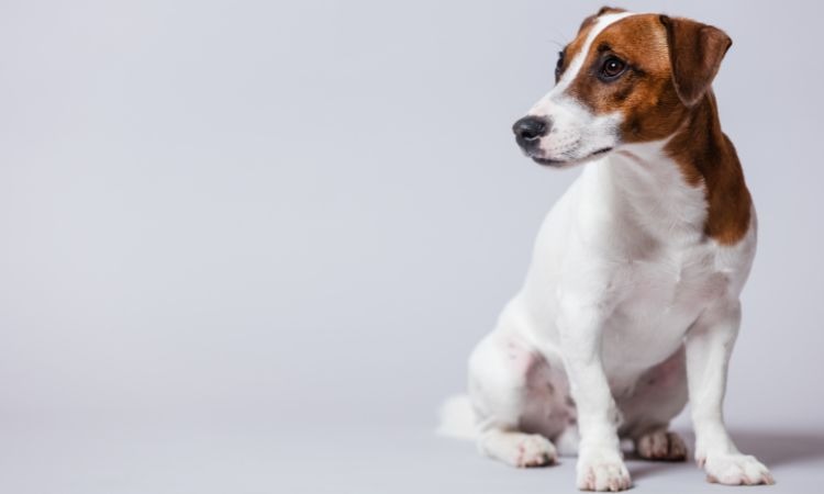 Scopri l’etologia canina: comprendi il comportamento dei cani, individua problemi comportamentali e specializzati con il master online.