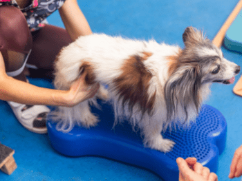 Certificazione Esperto in Tecniche di Fisioterapia e Riabilitazione di Cani e Gatti