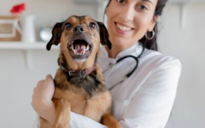 Medicina preventiva nella veterinaria: chiavi per proteggere la salute animale